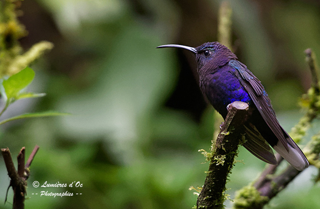 Colibri Costa Rica
