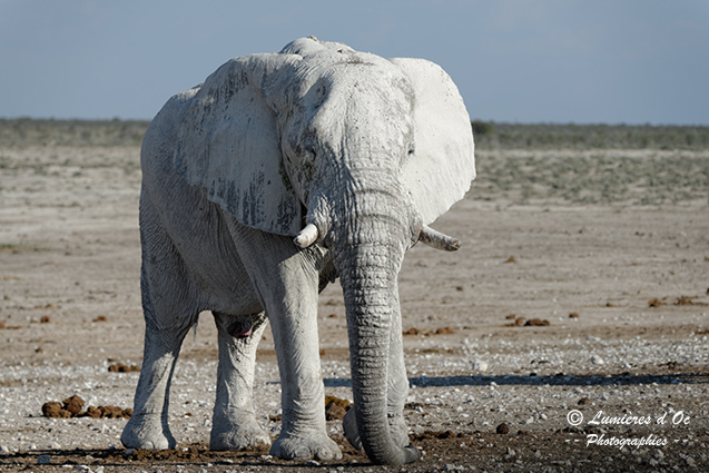 Eléphant Blanc Namibie