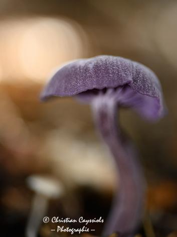 Aigoual champignon