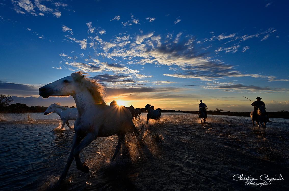 Chevaux camargue dans les marais
