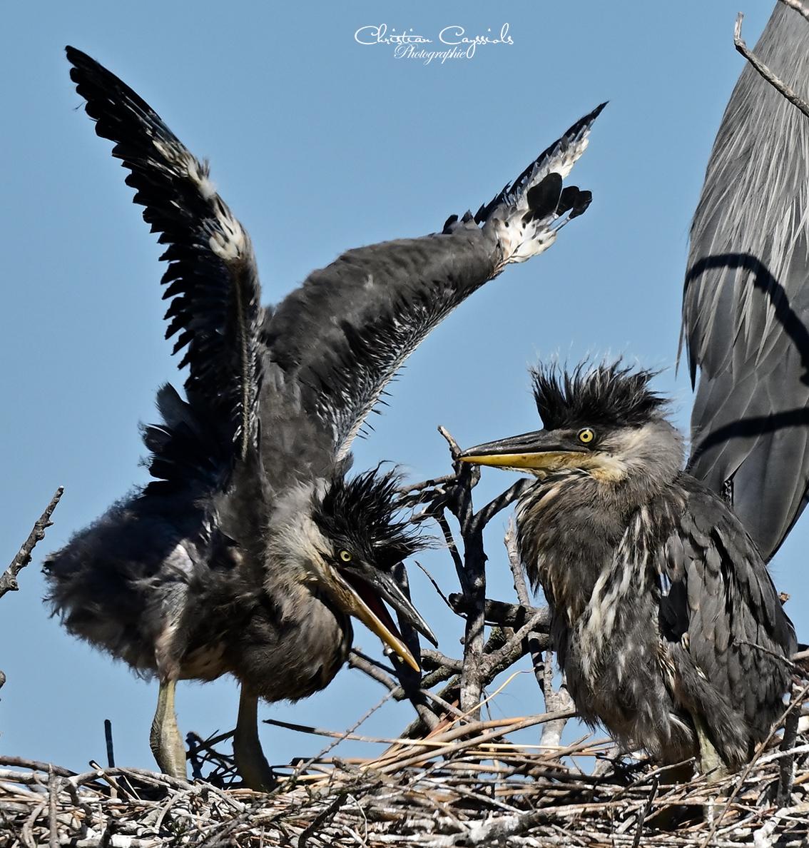Jeunes herons au nid