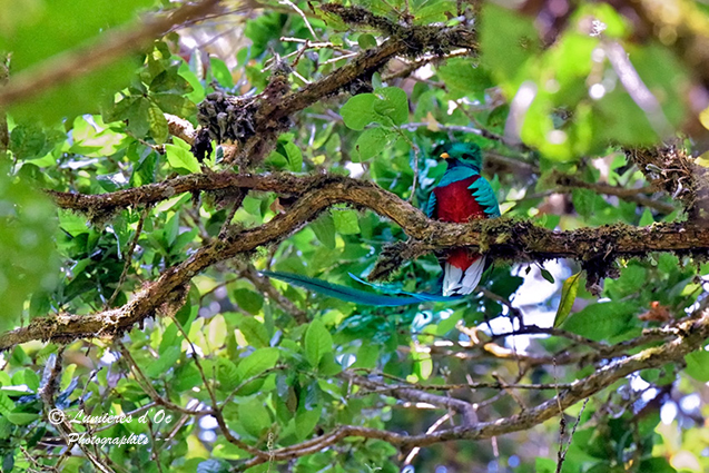 Quetzal Resplendissant Costa Rica