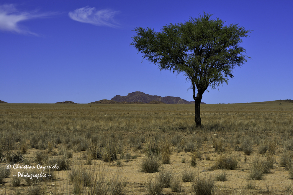 Arbre dans le désert