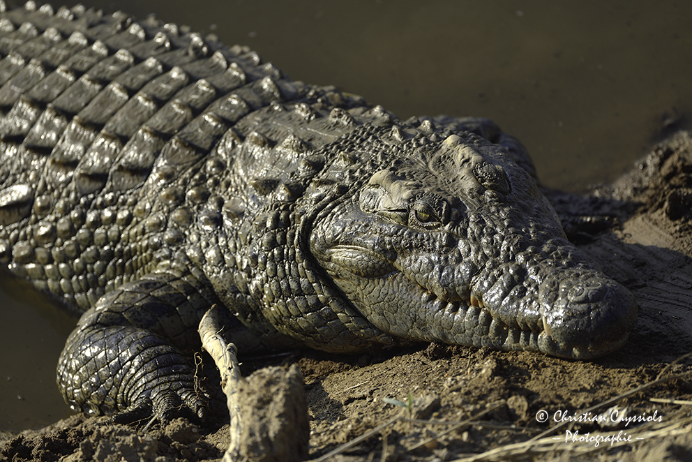 Crocodile, un peu trop près...