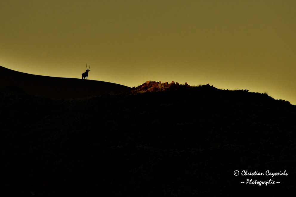 Oryx au coucher de soleil