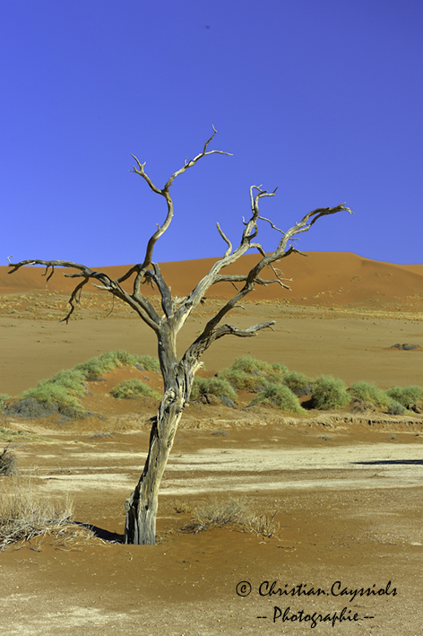 Desert du Namib acacia erioloba