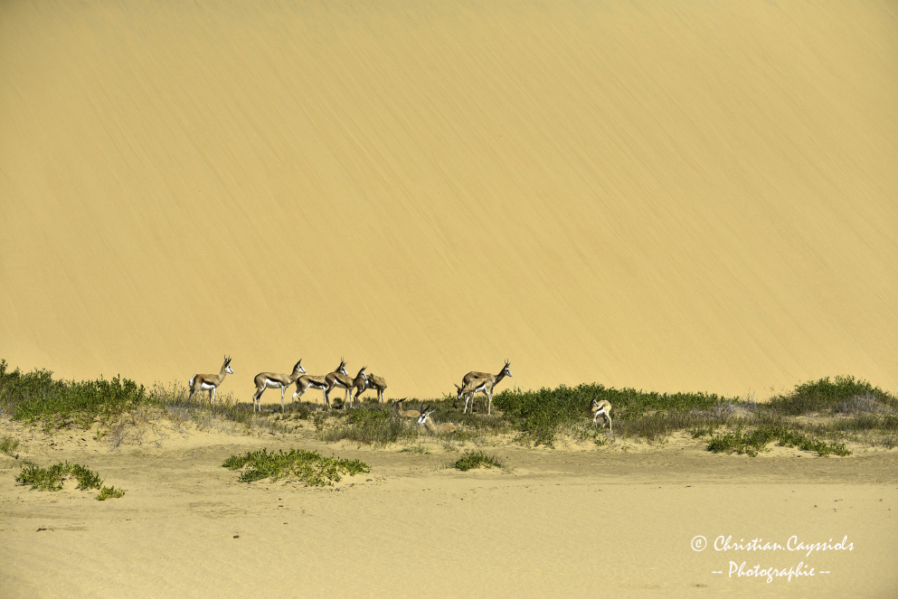 Dune du Namib vers l'océan