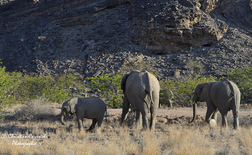 Eléphants à la recherche d'eau