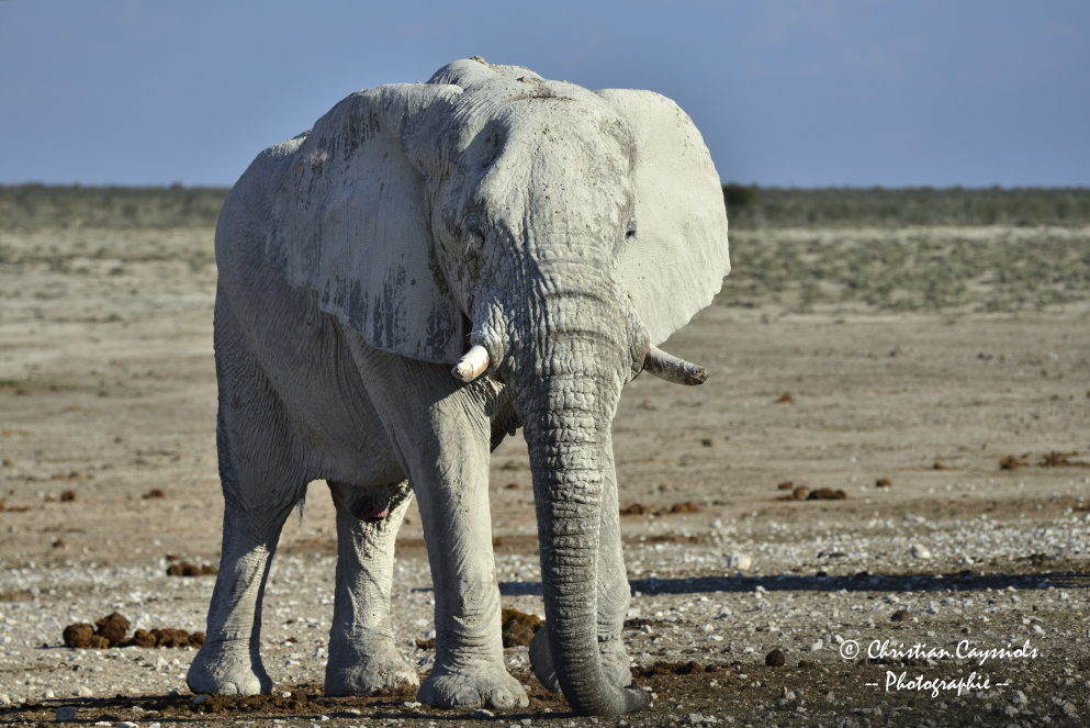 Elephant blanc