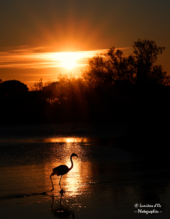 Flamant coucher de soleil