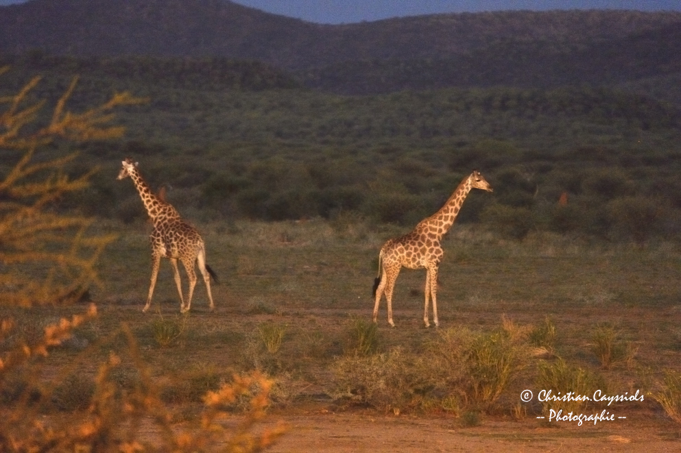 Girafes au coucher