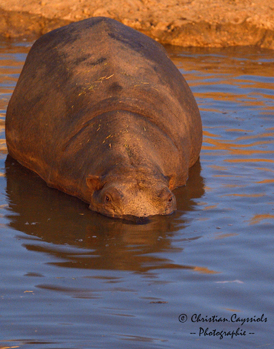 Hippo au bain