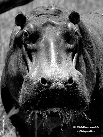 Hippopotame
