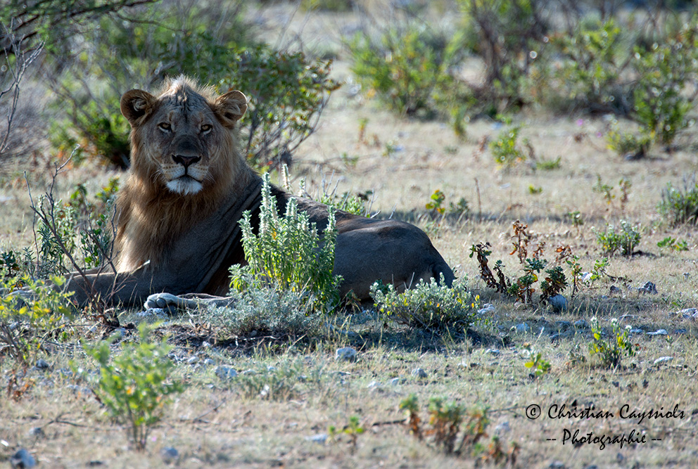 Le roi lion