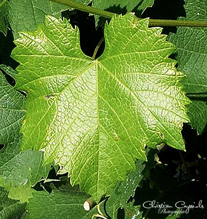 Mourvedrefeuilles 1