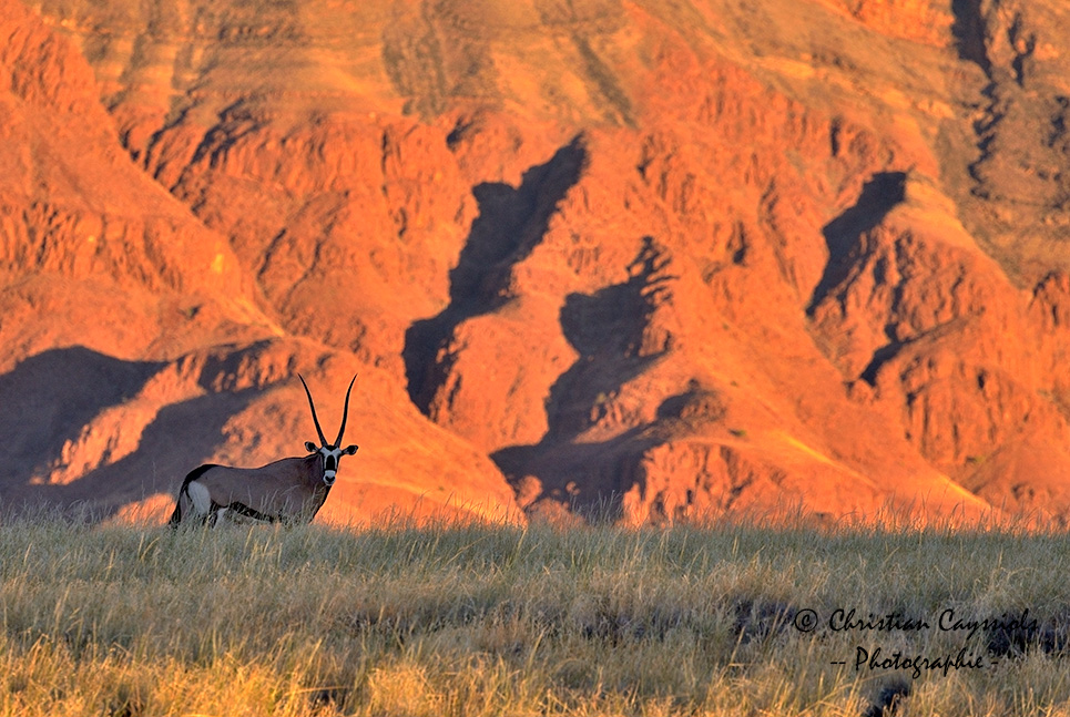 Oryx au crépuscule