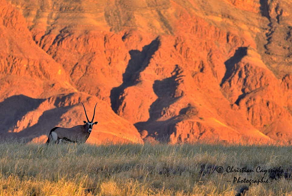 Oryx au crépuscule