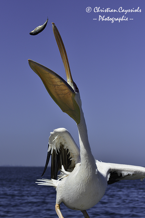 Pelican à la pêche