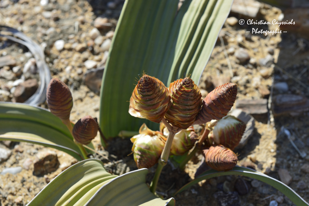 Welwitschia mirabilis