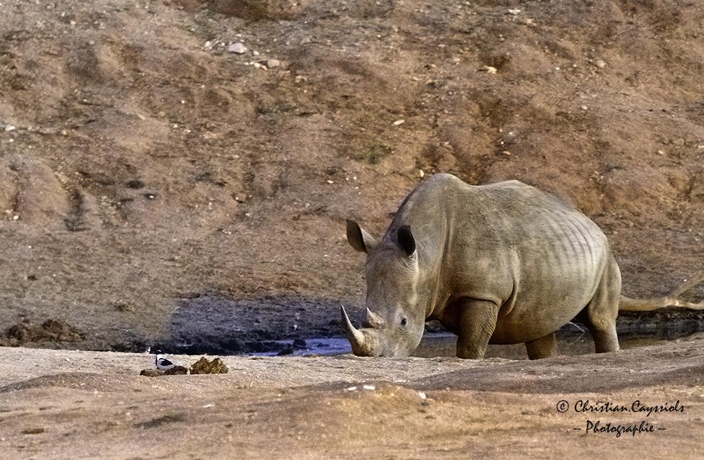 Rhino