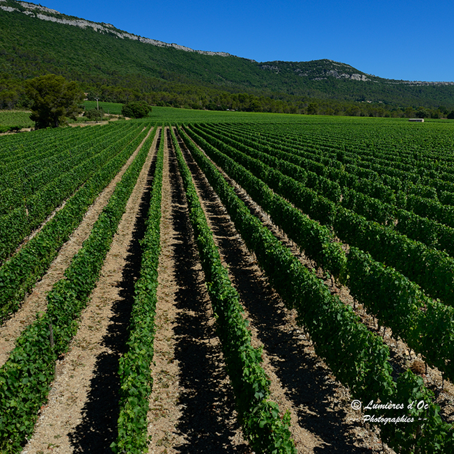 Vignoble hortus